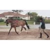 Pessoa Lunging System -Horse Riding Master 129250 default l
