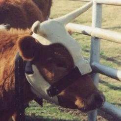 NRS Strap On Muley Horns -Horse Riding Master ropinghorn2